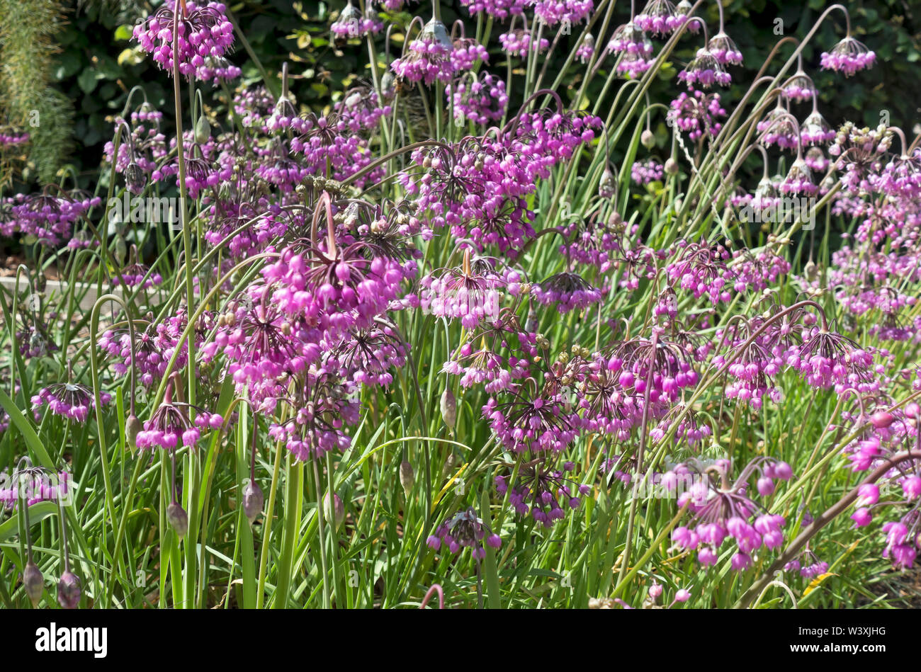 Gros plan de l'Allium cernuum rose oignon ornemental oignons Alliums fleurs fleurs floraison en été Angleterre Royaume-Uni Grande-Bretagne Banque D'Images