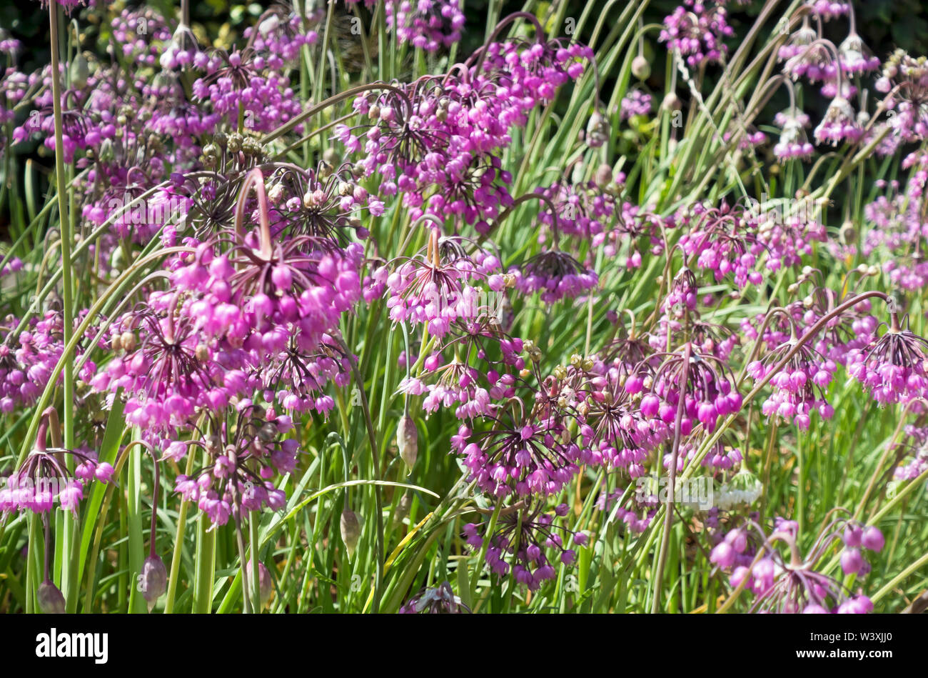 Gros plan de l'Allium cernuum rose oignon ornemental oignons Alliums fleurs fleurs floraison en été Angleterre Royaume-Uni Grande-Bretagne Banque D'Images