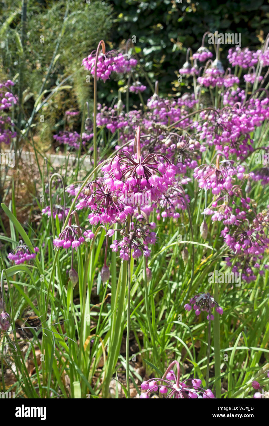 Gros plan de rose Allium cernuum ornement des fleurs d'oignon fleur en été Angleterre Royaume-Uni Grande-Bretagne Banque D'Images