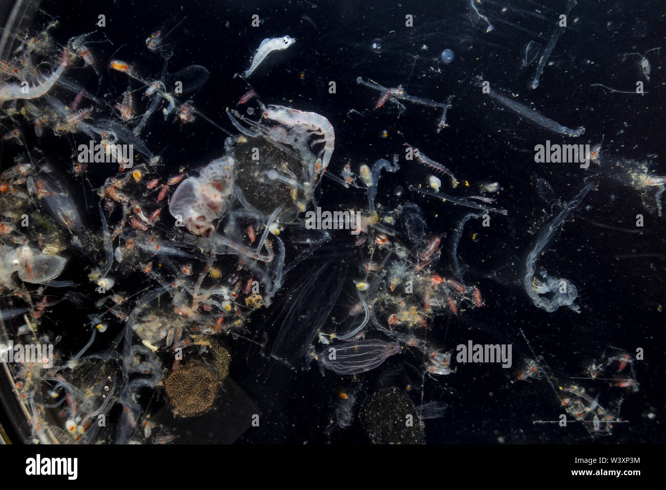 Échantillon de plancton recueillies par les biologistes marins à bord des croisières de recherche océanographique dans l'Océan Atlantique sud. Banque D'Images
