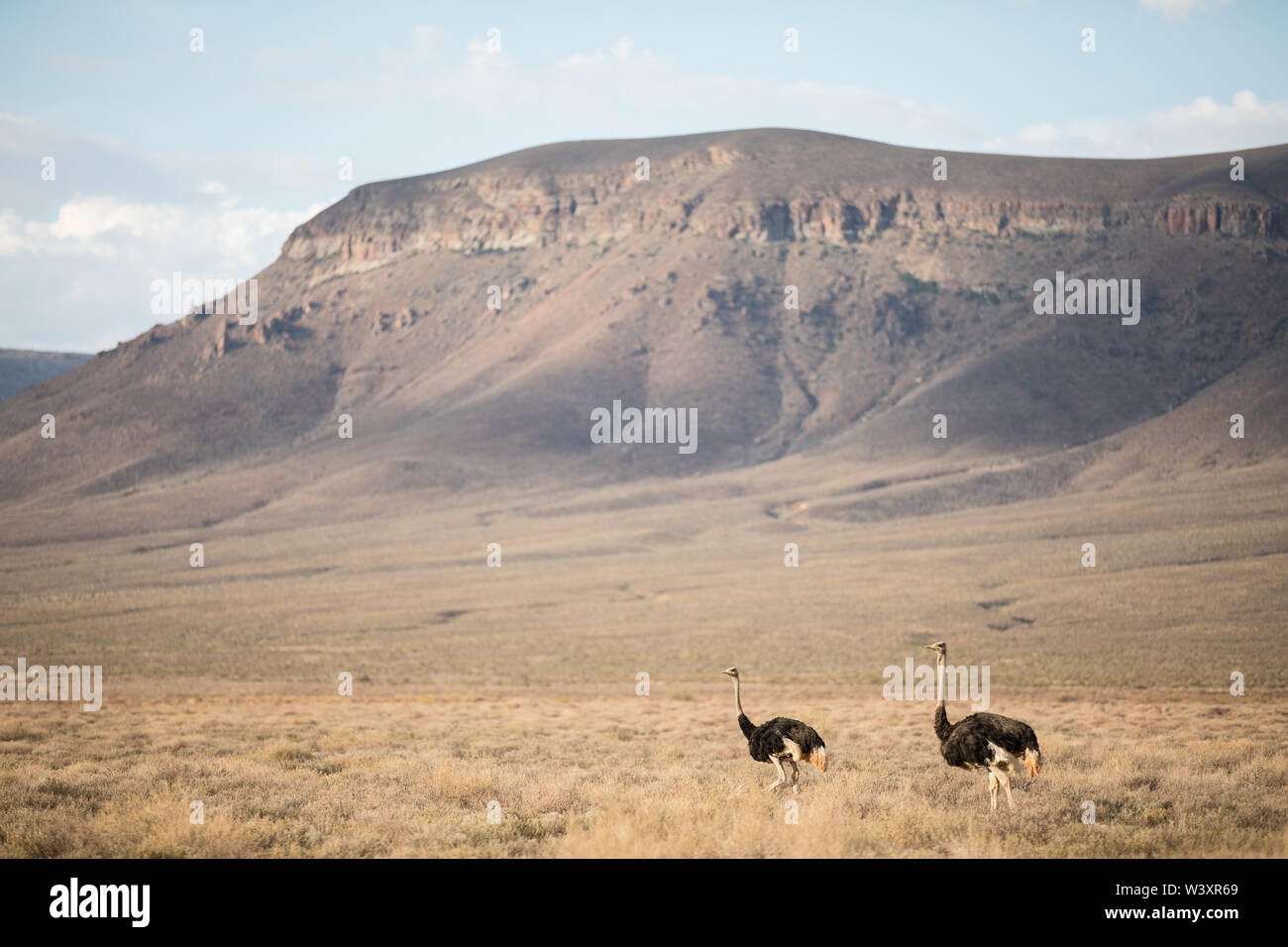 Tankwa Karoo National Park, Northern Cape, Afrique du Sud paysage aride de l'ibird est réputé pour la vie comme ces, Plectrophenax nivalis commun Banque D'Images