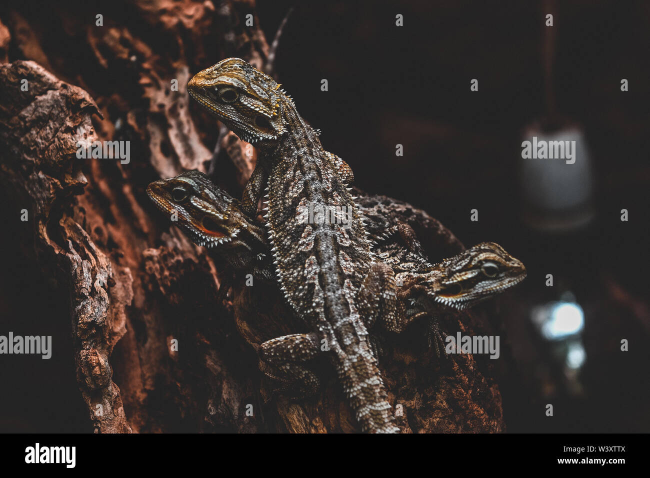 Dragon barbu Banque D'Images