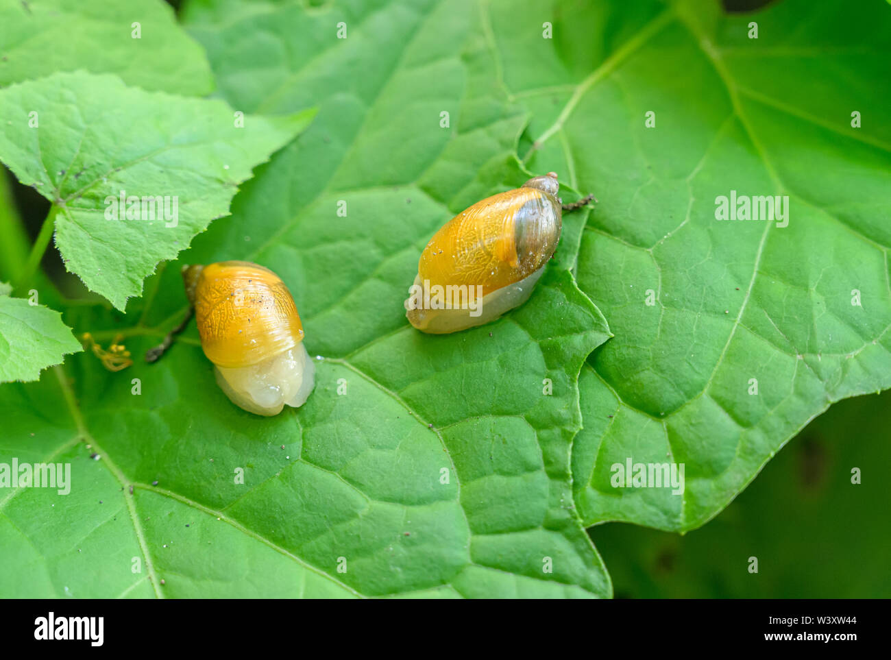 Succinea putris ou Orange Escargots sur feuille verte. Banque D'Images