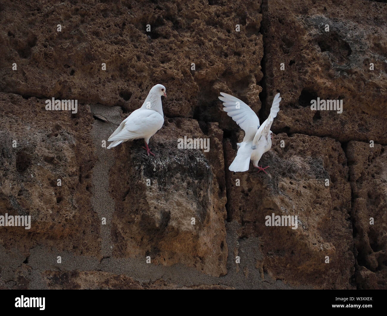 Une paire de pigeons blancs sur un vieux mur de pierre Banque D'Images