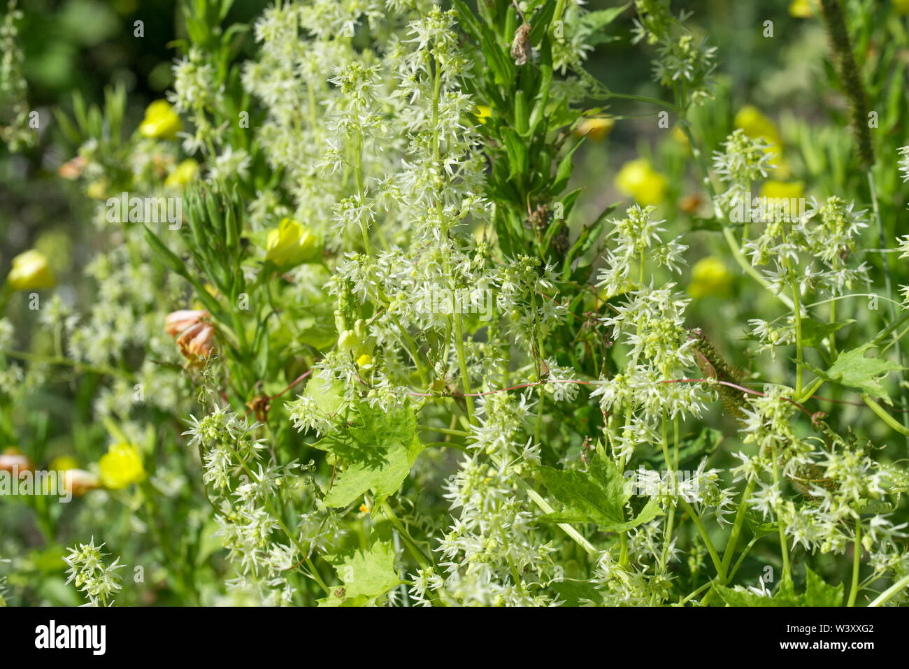 Echinocystis lobata (concombre sauvage) gros plan de fleurs blanches Banque D'Images