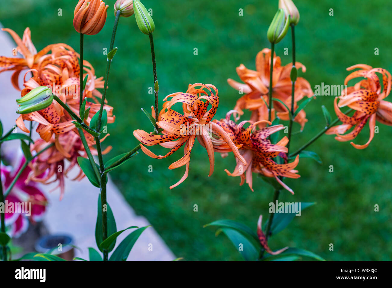 Plusieurs fleurs de lys Tigre à côté du lis Stargazer dans le jardin Orange Banque D'Images