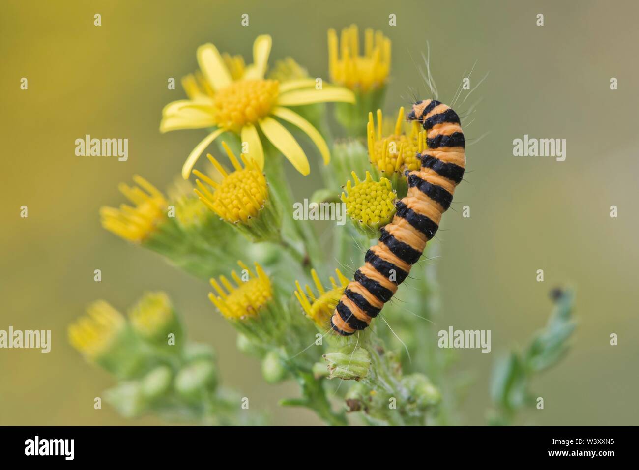 Cinabre de Caterpillar (Tyria jacobaeae), de l'Ems, Basse-Saxe, Allemagne Banque D'Images