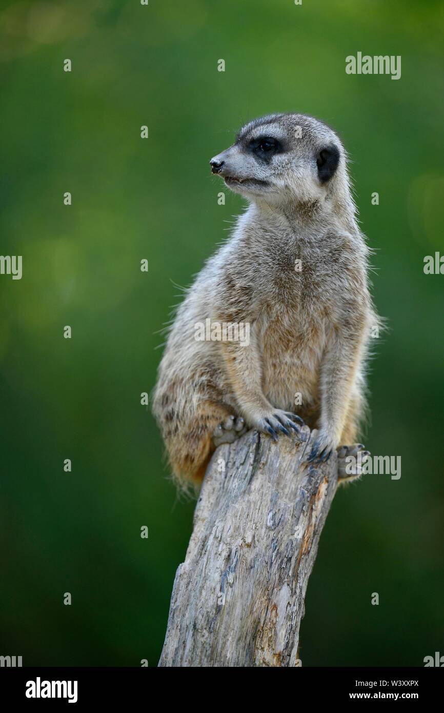 Meerkat (Suricata suricatta), captive, s'assied sur branche, Allemagne Banque D'Images