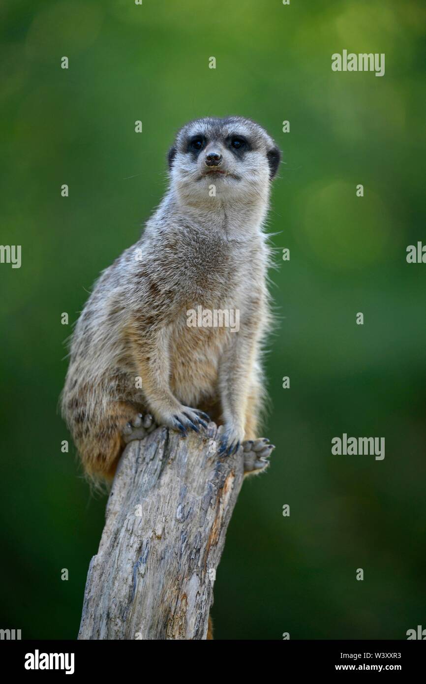 Meerkat (Suricata suricatta), captive, s'assied sur branche, Allemagne Banque D'Images