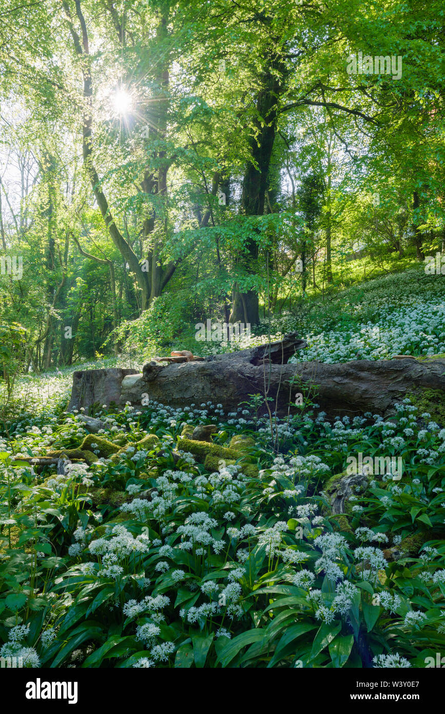 Ramsons (Allium ursinum) ou de l'ail sauvage en fleur au printemps à Rowberrow Warren dans les collines de Mendip, Somerset, Angleterre. Banque D'Images