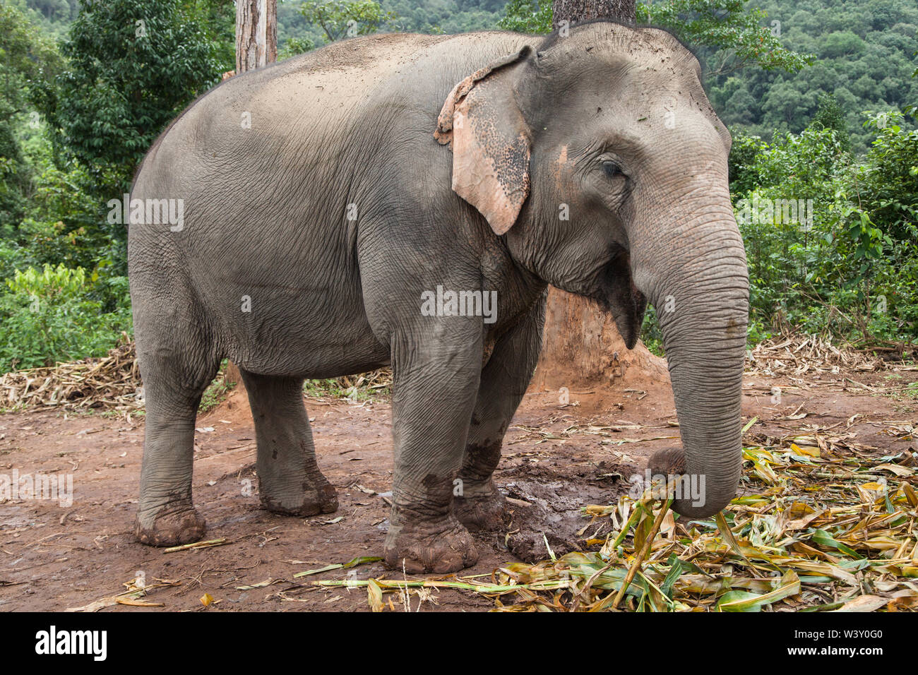 L'éléphant d'Asie à se nourrir dans la forêt, Mae Wang, Chiang Mai, Thaïlande. Banque D'Images