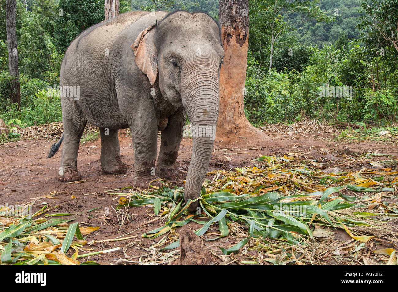 Manger de l'éléphant d'Asie bambou dans la forêt, Mae Wang, Chiang Mai, Thaïlande. Banque D'Images