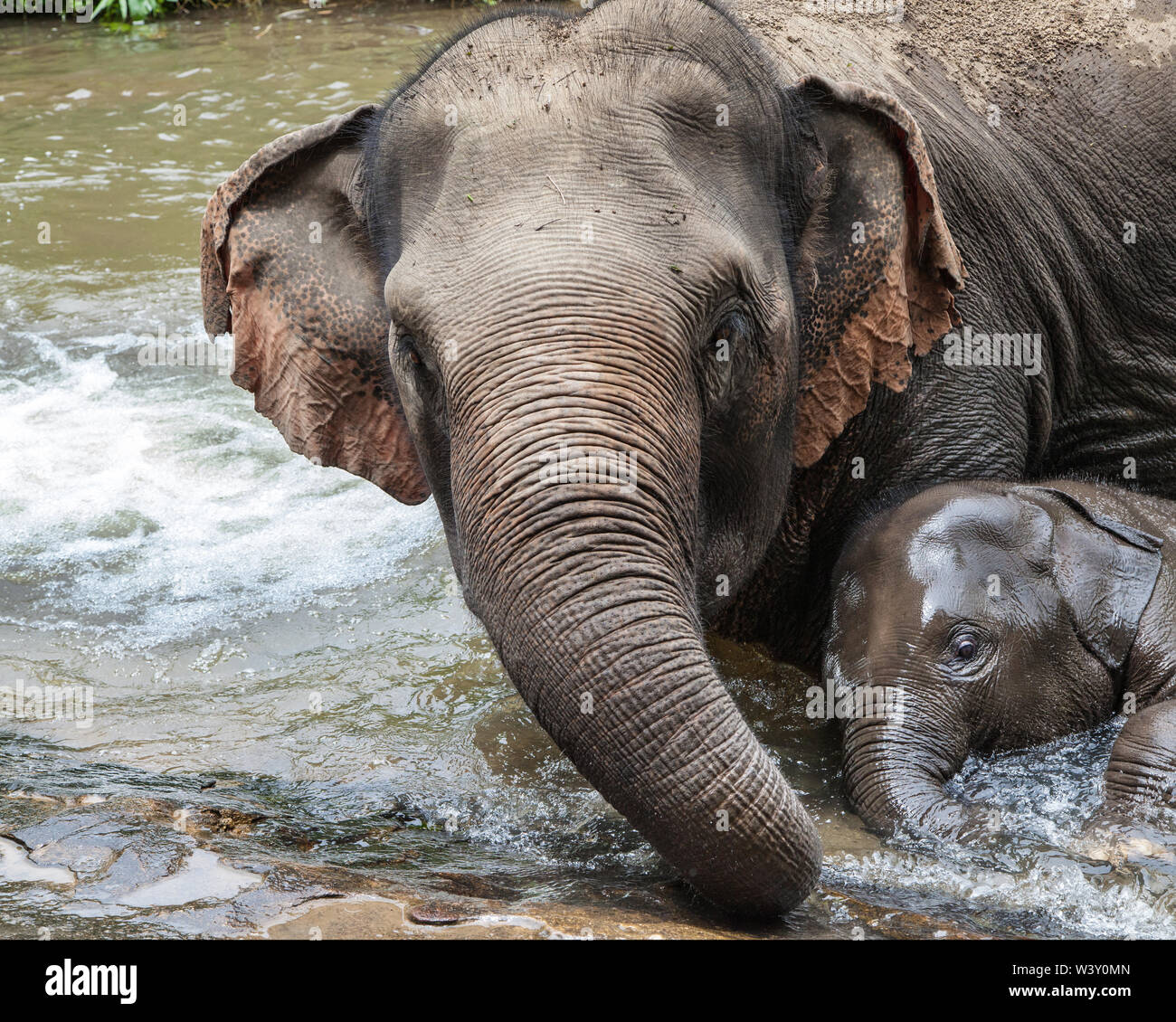 Echelle d'éléphants de la mère avec son bébé, Mae Wang, Chiang Mai, Thaïlande. Banque D'Images