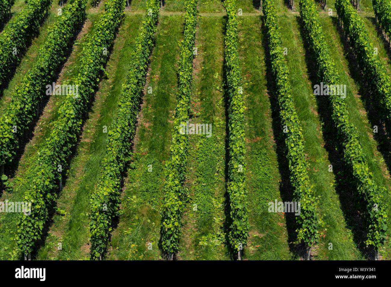 Droit précis d'un vignoble - agriculture - vue oblique Banque D'Images