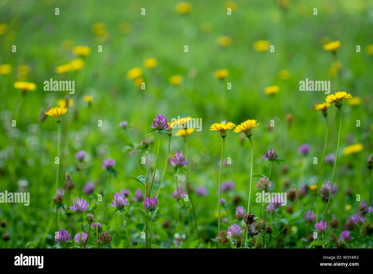 Blumenweise mit Löwenzahn und blühenden Klee ; pré des fleurs de pissenlits et trèfle en fleurs Banque D'Images