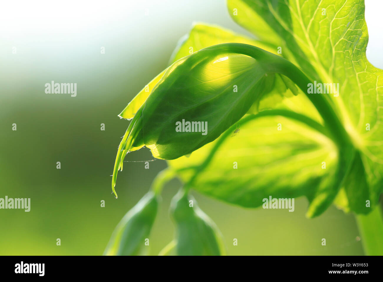 Pois Sunlighted tirer - légumes d'été Banque D'Images