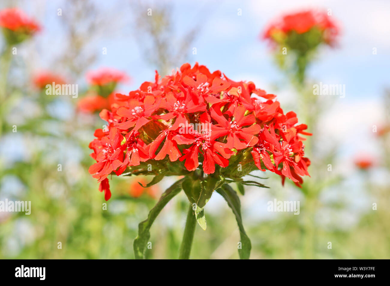 Un bouquet de fleurs rouge Lychnis libre. Fleurs décoratives. Banque D'Images