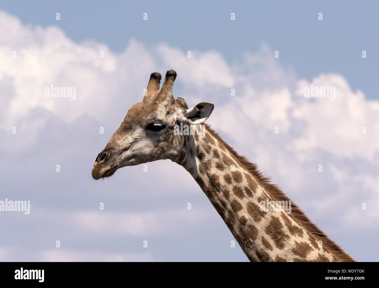 Girafe au cou et à la tête le parc national de Chobe au Botswana Banque D'Images