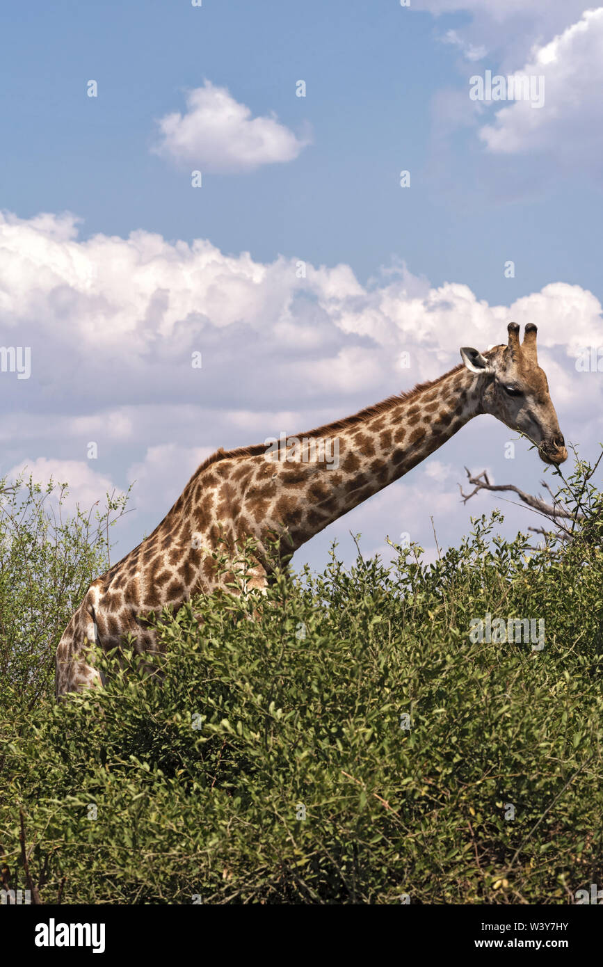 Girafe mange les feuilles d'un buisson le Parc National de Chobe au Botswana Banque D'Images