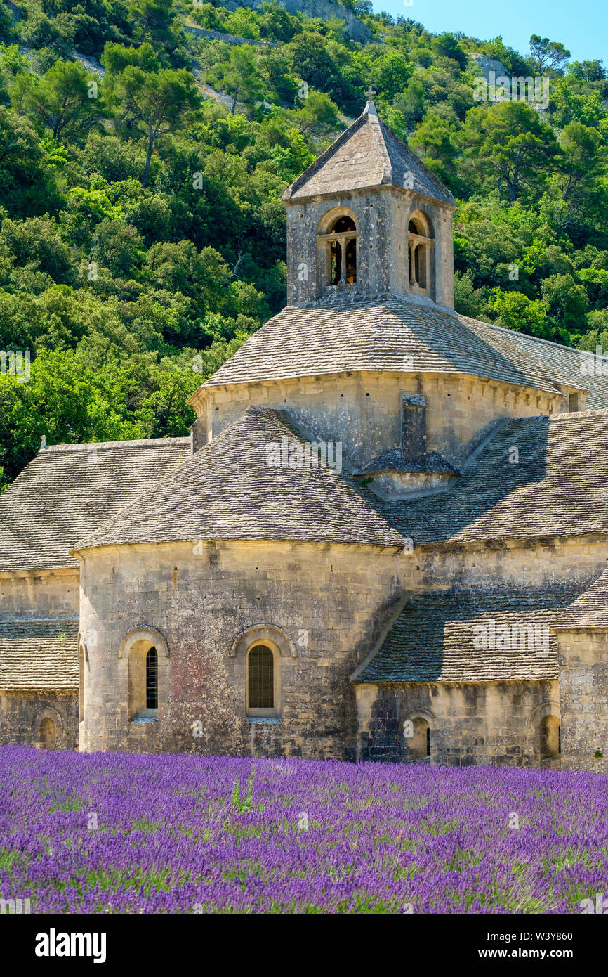 Champs de lavande en pleine floraison au début de juillet, en face de l'Abbaye de Abbaye de Sénanque, Vaucluse, Provence-Alpes-Côte d'Azur, France Banque D'Images