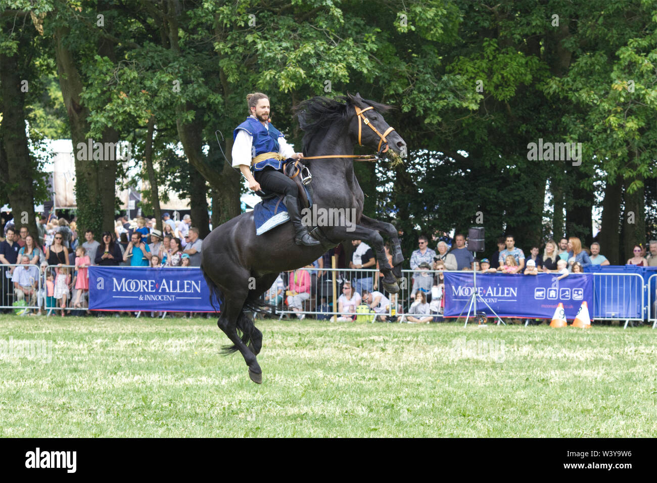 Cheval et cavalier cascadeur, bondissant étalon noir Banque D'Images