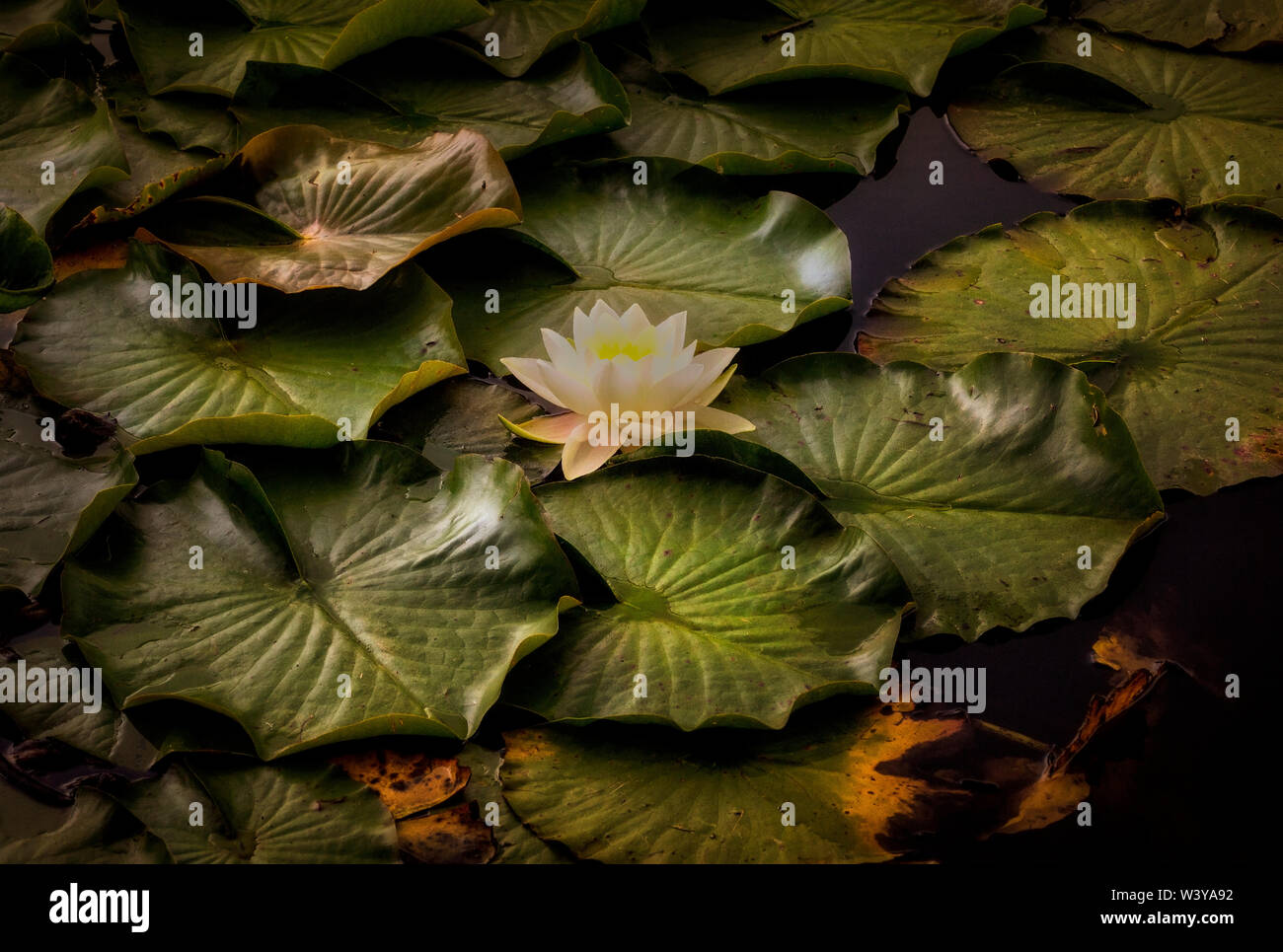 Un nénuphar blanc Banque D'Images