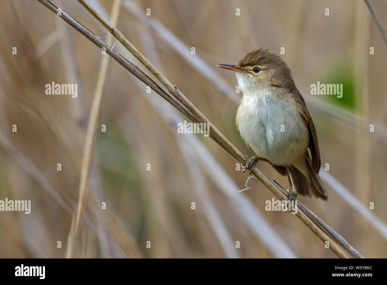 Eurasian reed warbler (Acrocephalus scirpaceus, Teichrohrsänger) Banque D'Images