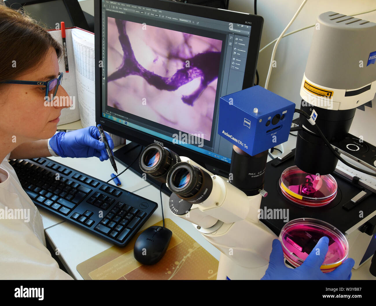 18 juillet 2019, Saxe, Leipzig : Peggy Biologiste Stock utilise un microscope inversé sur un écran dans le domaine de l'hépatologie moléculaire appliquée de l'Université de médecine pour contrôler une culture de cellules souches cultivées vers l'os. En collaboration avec le partenaire industriel KET Kunststoff- und Elasttechnik Liegau-Augustusbad GmbH, les scientifiques ont utilisé la technologie 3D pour créer des conditions optimales pour la croissance cellulaire à l'extérieur de l'organisme. Des cellules souches s'installer sur une nouvelle grille silicone 3D. Cela permettra également de réduire le nombre d'expérimentations animales. Photo : Waltraud Grubitzsch/dpa-Zentralbild/ZB Banque D'Images