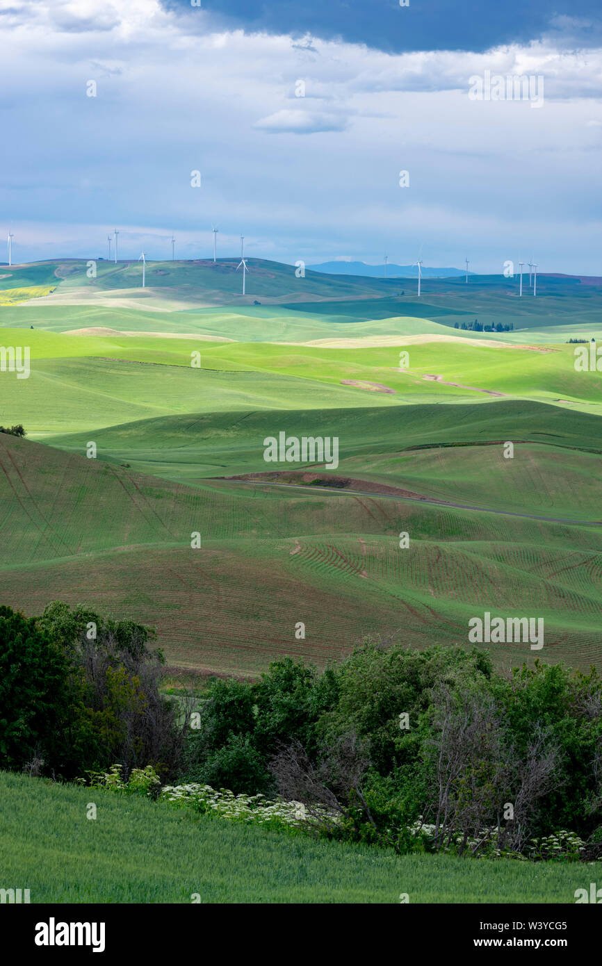 Paysage avec des tours à vent près de Steptoe Butte, Washington USA, Palousienne Banque D'Images