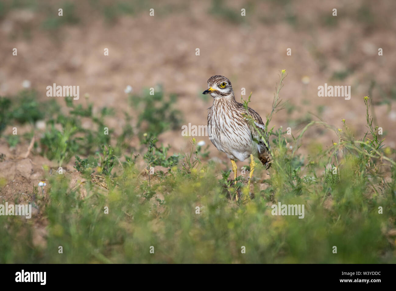 Bruant à gorge blanche (Burhinus bistriatus) Steppes, Lleida, Catalogne, Espagne Banque D'Images