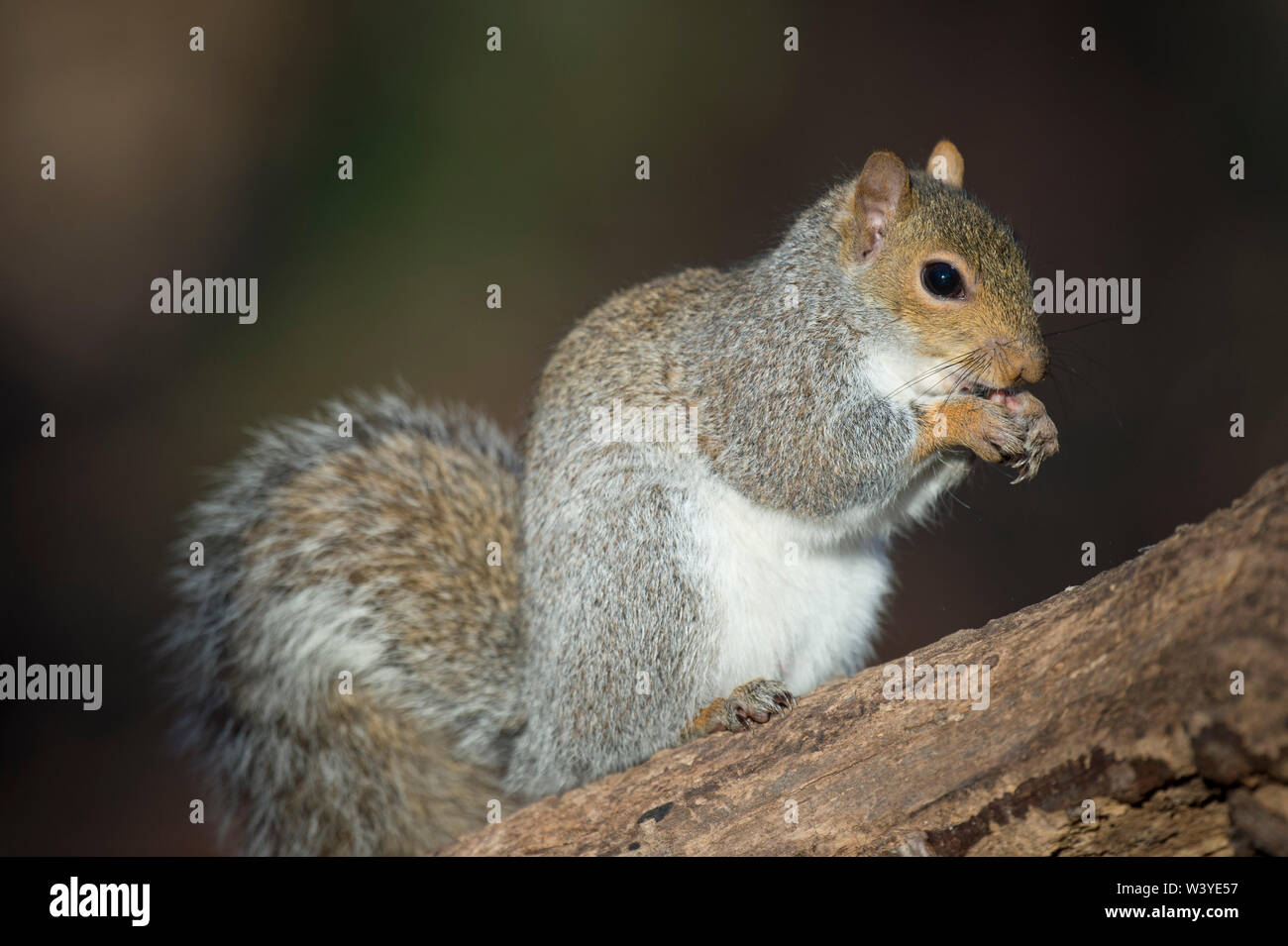 Un Squirred gris alimentaire tient dans ses pattes alors qu'il mange bien que perché sur un journal au soleil avec un fond sombre. Banque D'Images