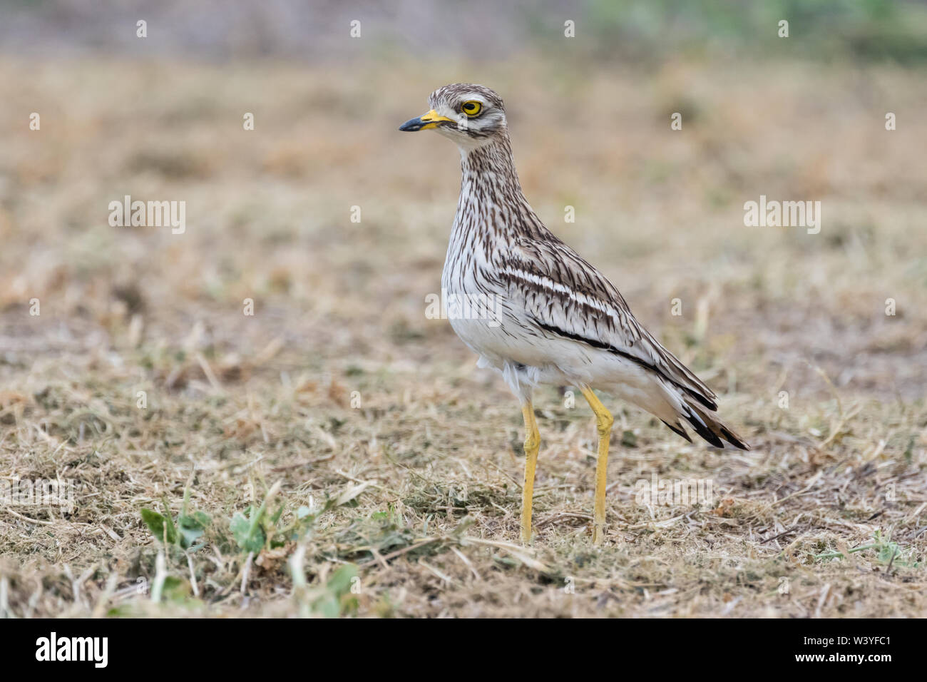 Bruant à gorge blanche (Burhinus bistriatus) Steppes, Lleida, Catalogne, Espagne Banque D'Images