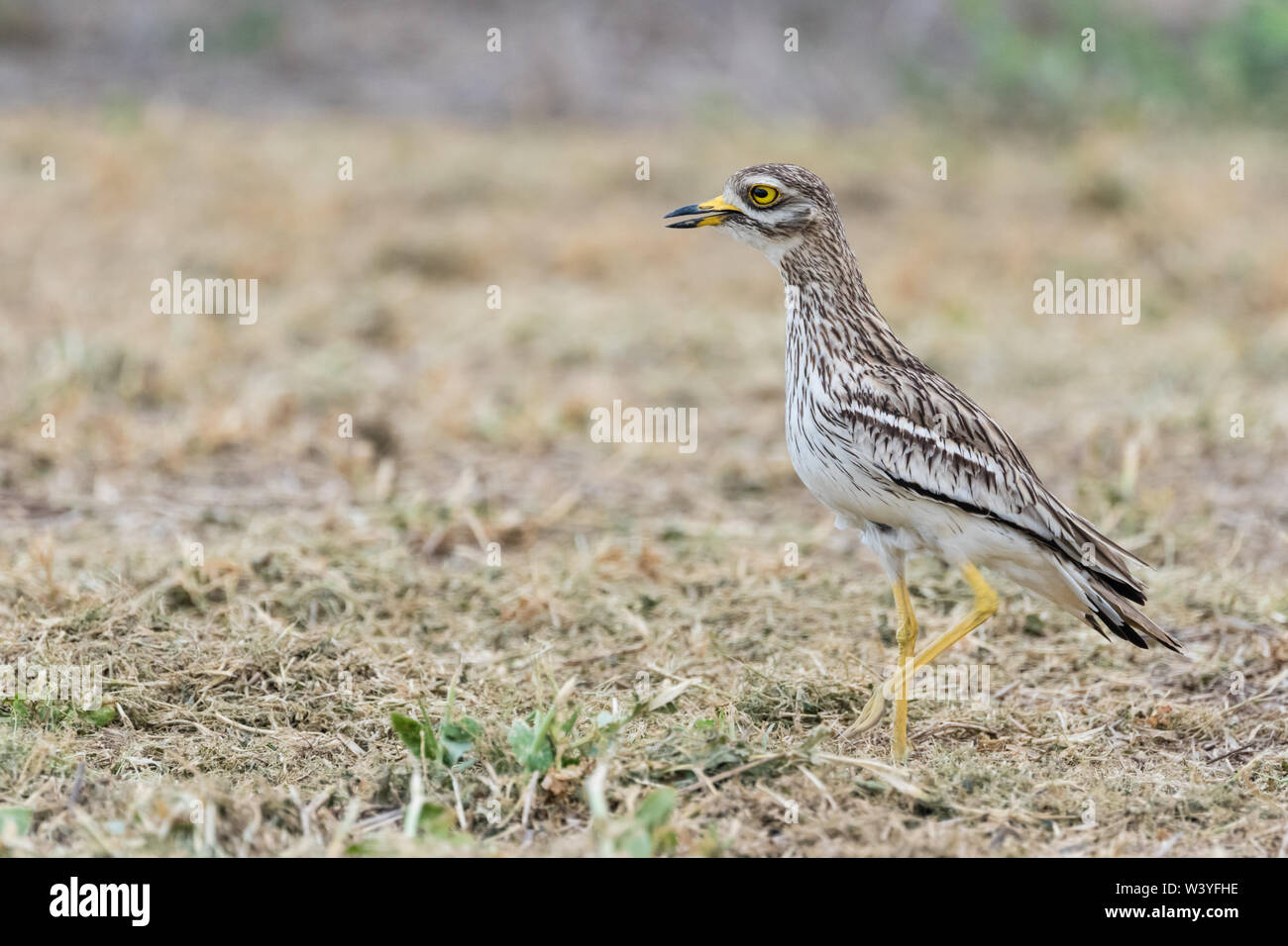 Bruant à gorge blanche (Burhinus bistriatus) Steppes, Lleida, Catalogne, Espagne Banque D'Images