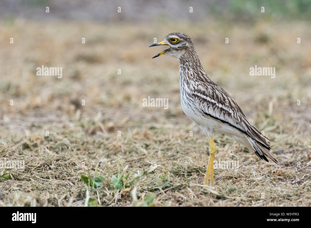 Bruant à gorge blanche (Burhinus bistriatus) Steppes, Lleida, Catalogne, Espagne Banque D'Images