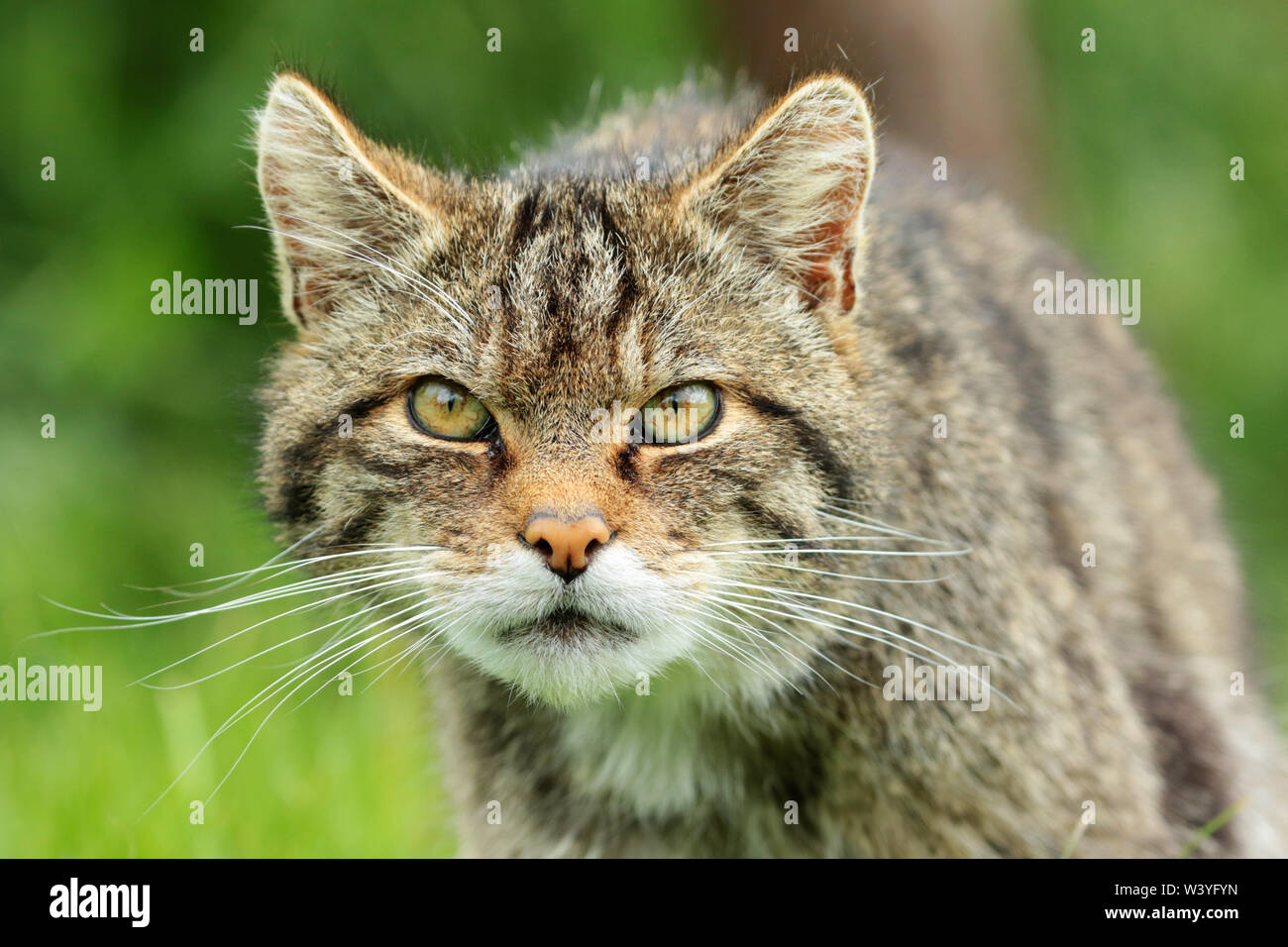 Scottish Wildcat (Felis silvestris) : un insaisissable et gravement menacées d'extinction du chat maintenant trouvés seulement dans des coins éloignés des Highlands écossais. Banque D'Images