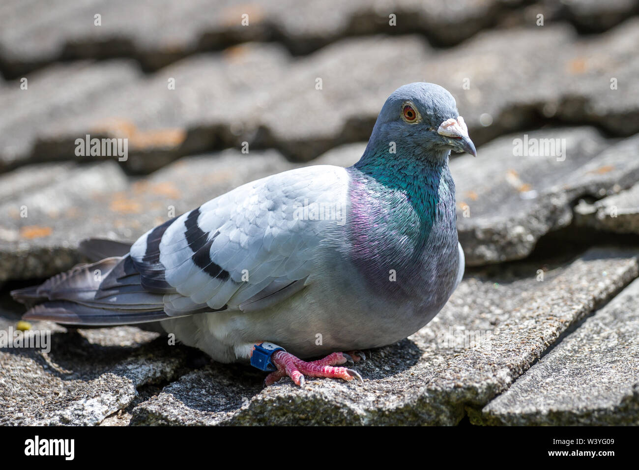 Pigeon de la Roumanie de faire une pause dans une ferme en Autriche (Columba livia domestica) Banque D'Images