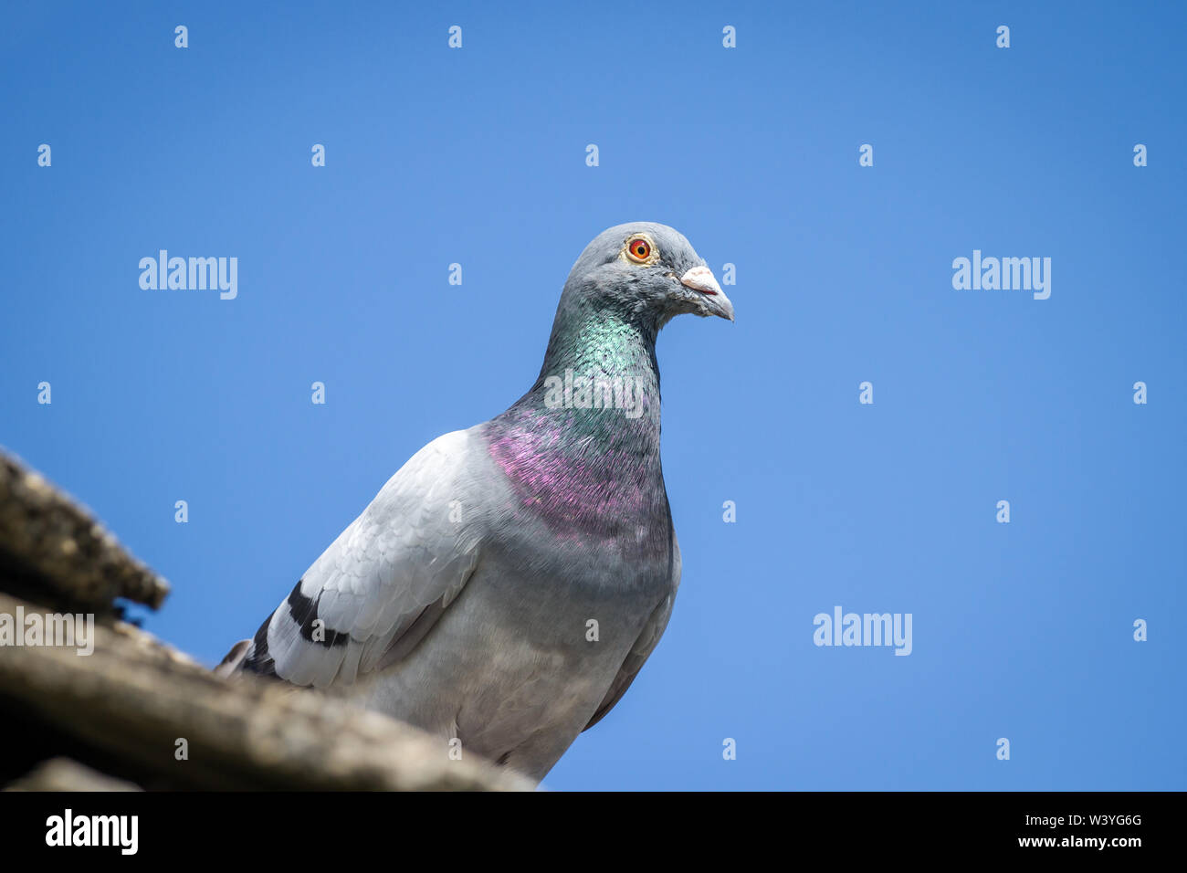 Pigeon de la Roumanie de faire une pause dans une ferme en Autriche (Columba livia domestica) Banque D'Images