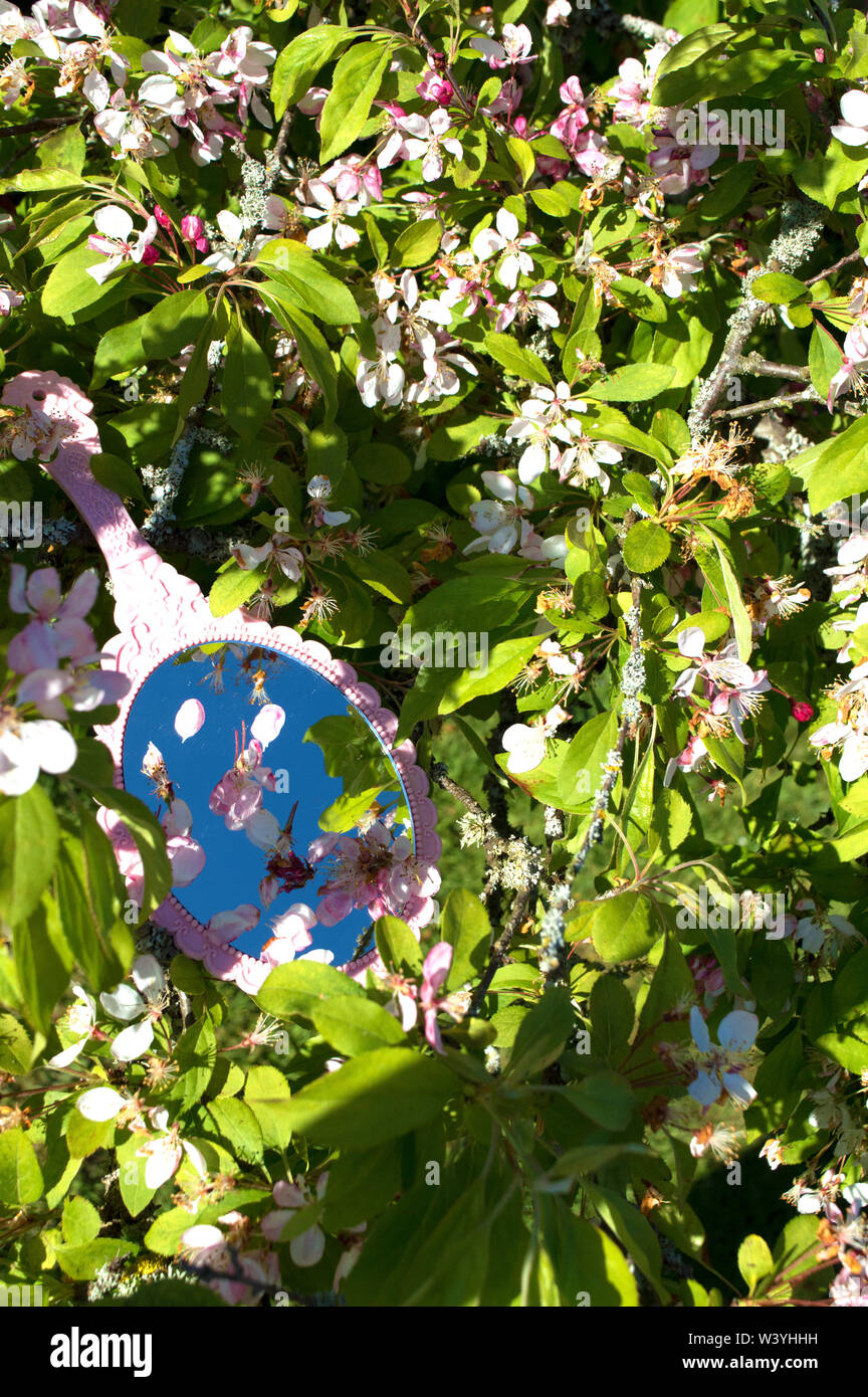 L'image d'un miroir tenu en main dans un arbre en fleurs Banque D'Images