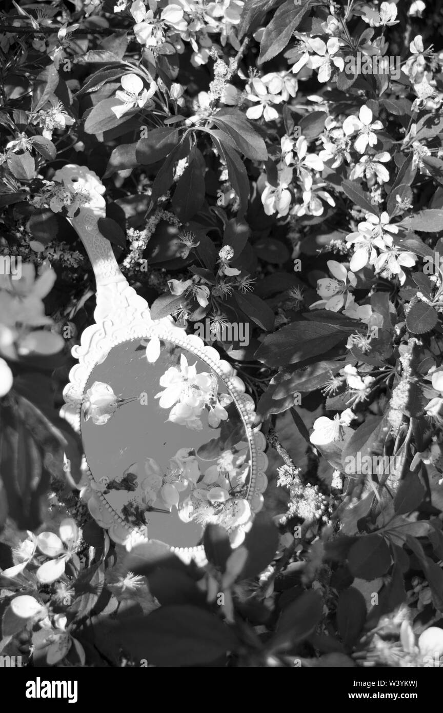 L'image d'un miroir tenu en main dans un arbre en fleurs Banque D'Images