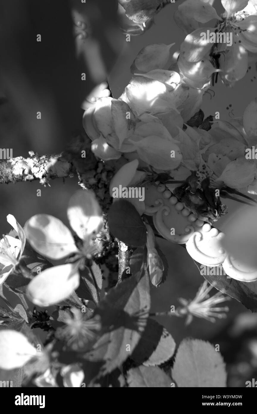 Une image en gros plan d'un miroir tenu en main dans un arbre en fleurs. Banque D'Images
