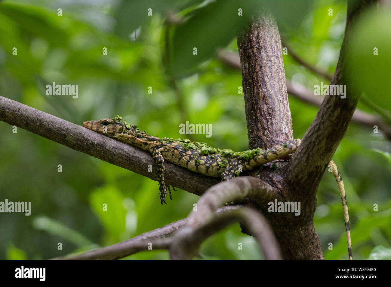 Moniteur d'eau de l'Asie du Sud-est (Varanus salvator macromaculatus) de Bangkok, Thaïlande. Banque D'Images