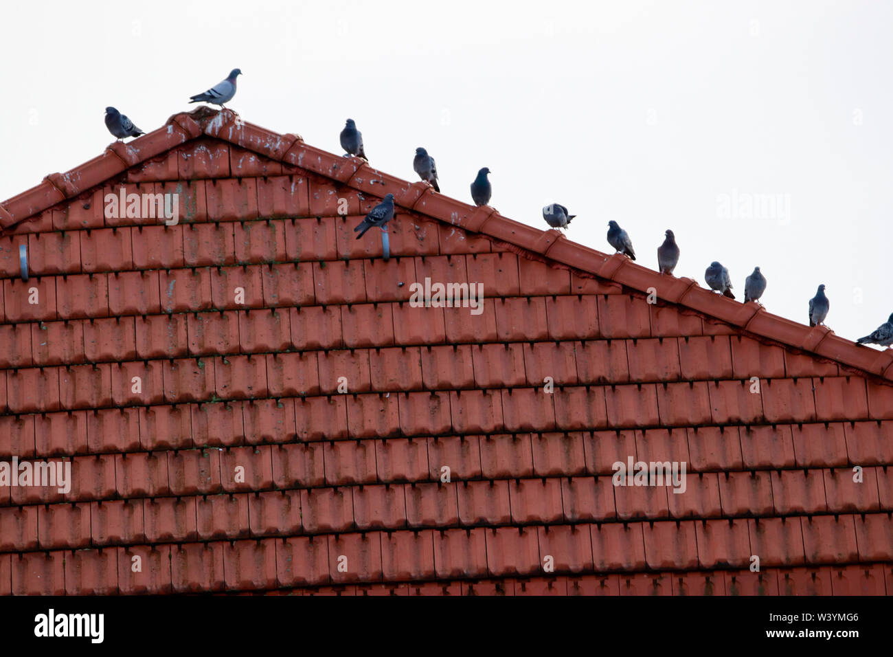 Tauben auf Hausdach, Berlin (nur für redaktionelle Verwendung. Keine Werbung. Http://www.360-berlin.de. Referenzdatenbank : © Jens Knappe. Bildquellen Banque D'Images