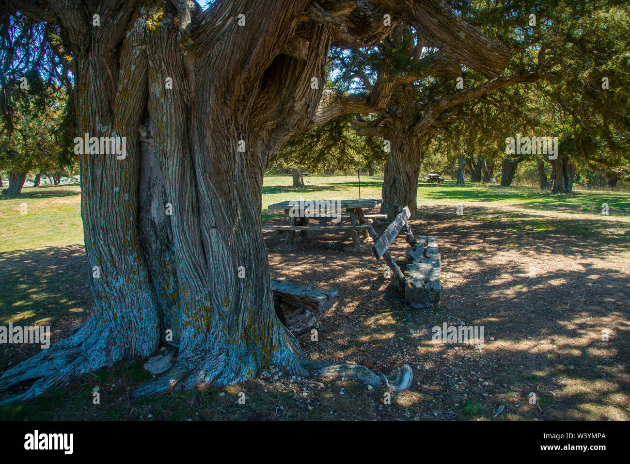 Forêt de genévrier. Moral de Hornuez, province de segovia, Castilla Leon, Espagne. Banque D'Images
