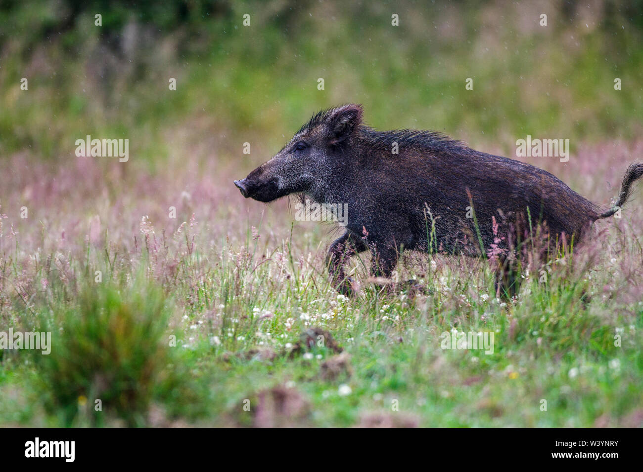 Sanglier, Wildschwein (Sus scrofa) Banque D'Images
