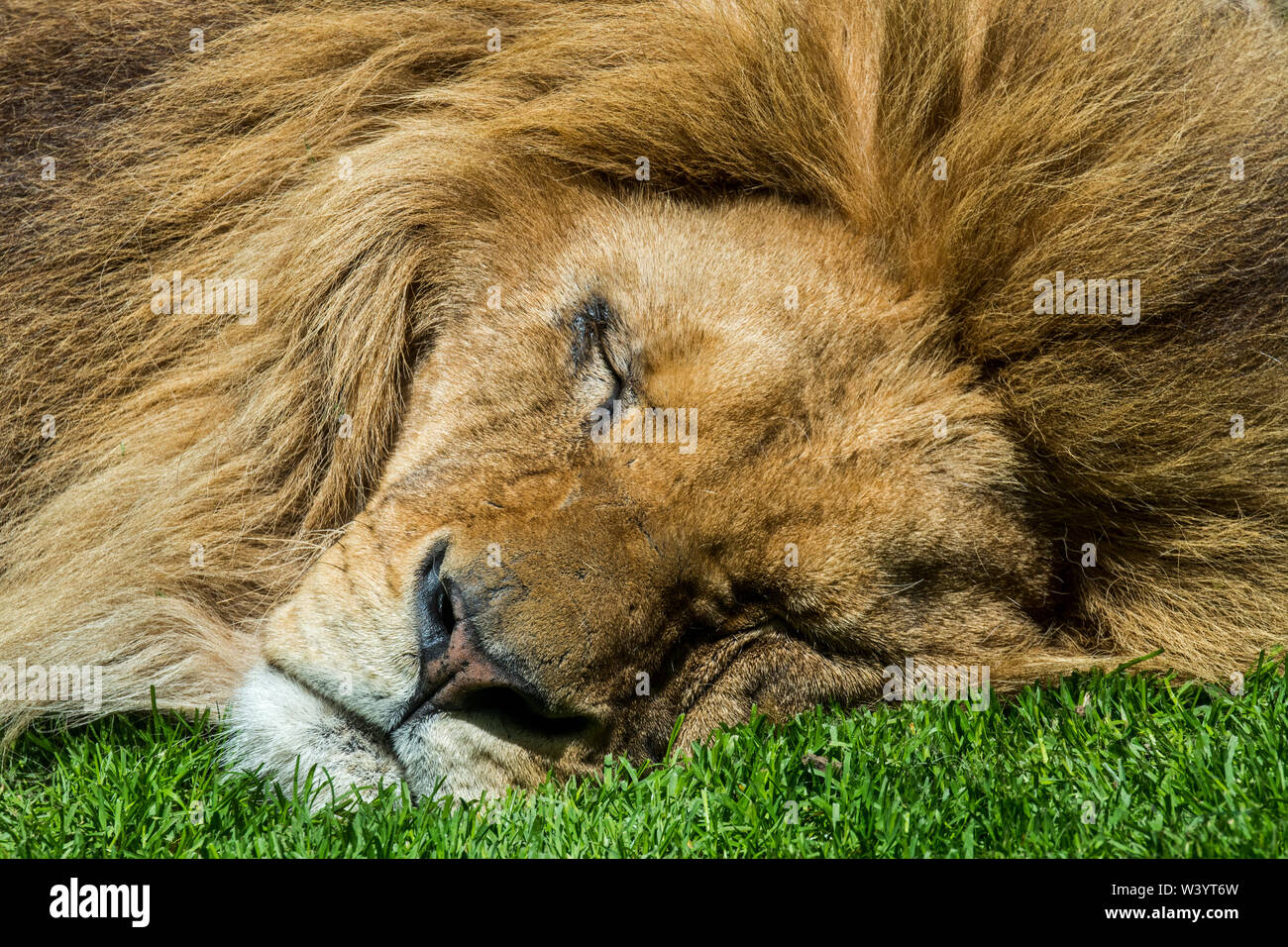 Close-up portrait of African lion mâle de couchage (Panthera leo) Banque D'Images