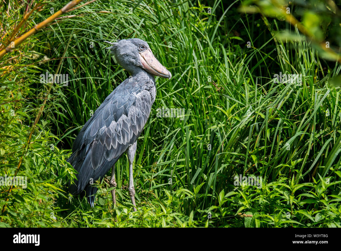 Shoebill / whalehead / shoe-billed stork (Balaeniceps rex) dans la région de marais, originaire d'Afrique de l'est tropical Banque D'Images