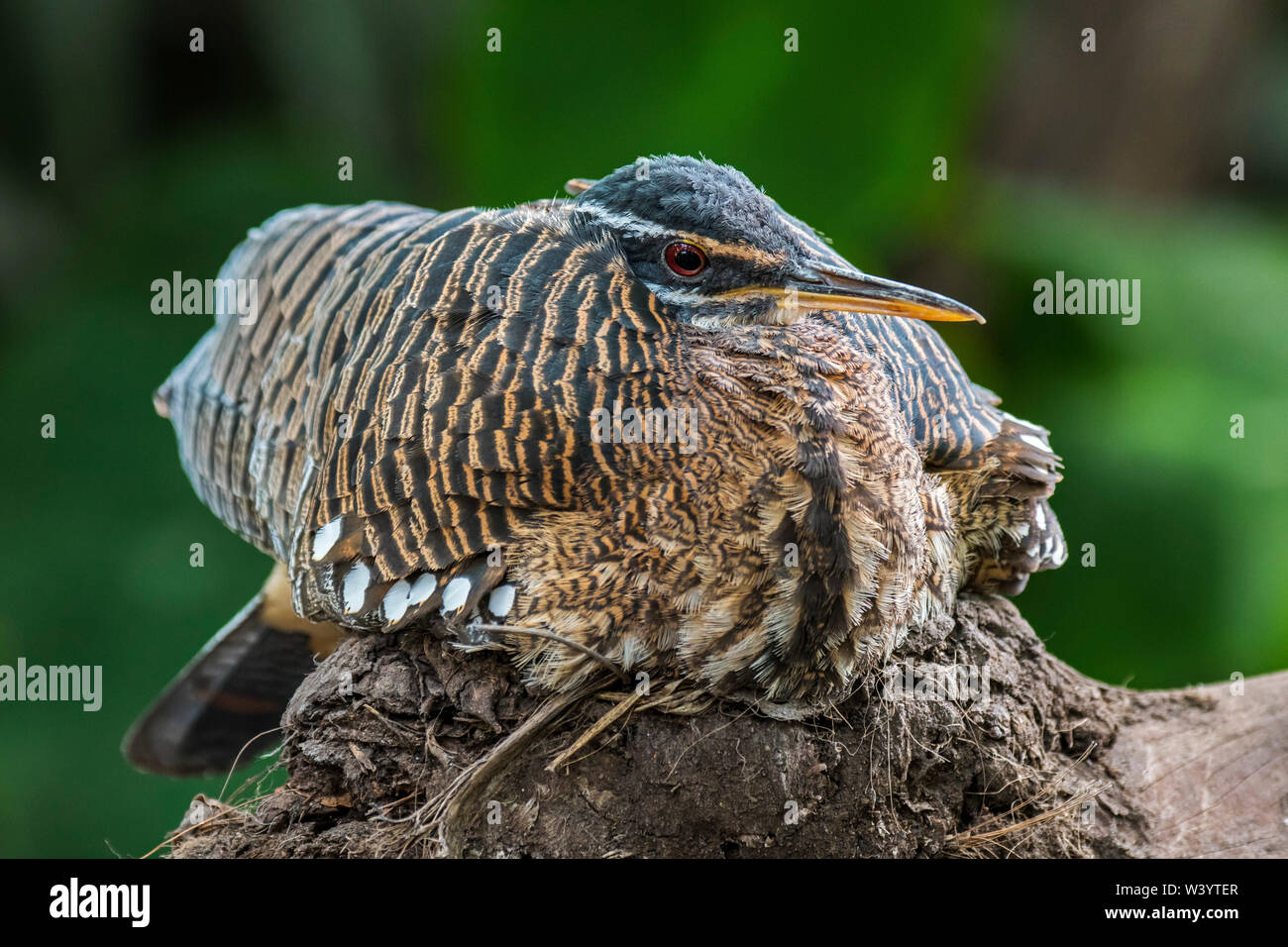 Sunbittern (Eurypyga helias) nichant sur son nid, originaire de régions tropicales des Amériques Banque D'Images