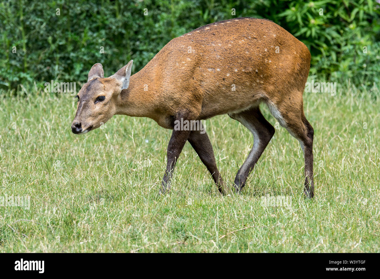 Porc indiens de virginie (Hyelaphus porcinus) femme, originaire de l'Inde, le Pakistan, le Népal, le Bangladesh, la Chine et la Thaïlande Banque D'Images