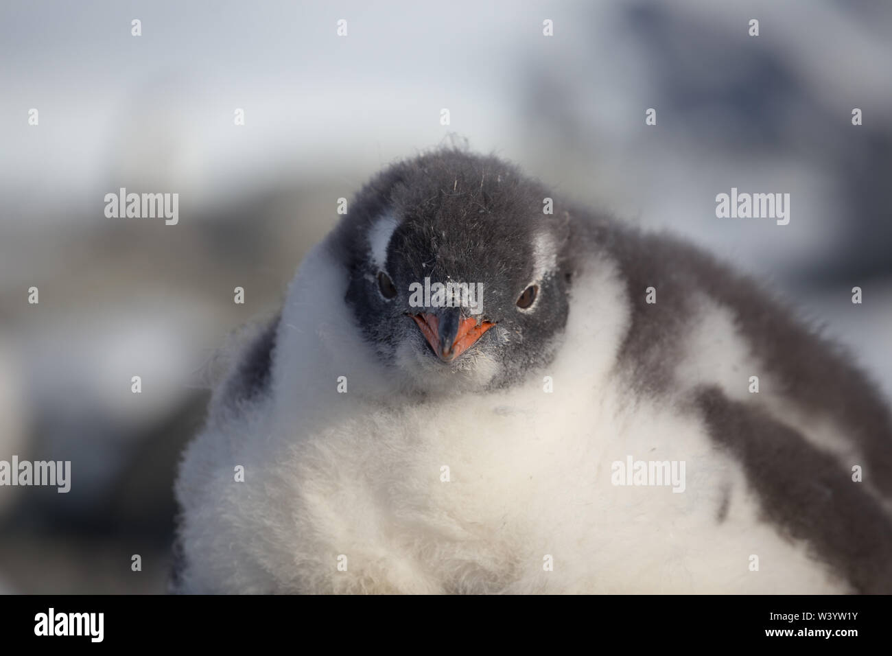 Gentoo pingouin seul. Portrait de pingouins dans l'Antarctique sur l'arrière-plan flou, îles Argentines. Banque D'Images
