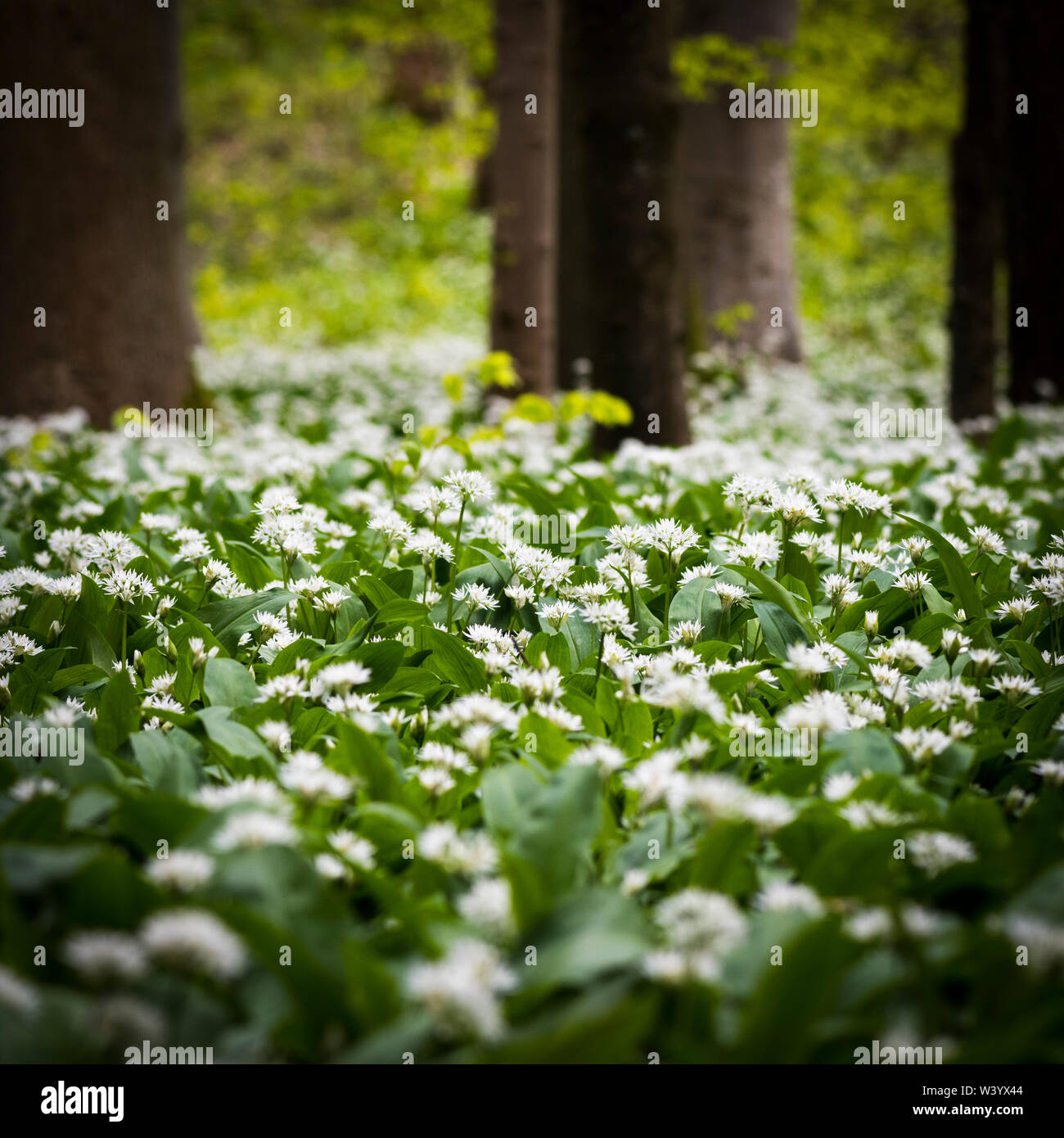 Les grandes parcelles de plantes à l'ail des bois dans le Dorset Banque D'Images